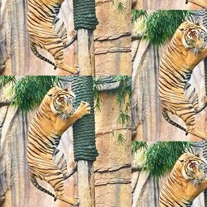 Orange Bengal Tiger Climbing  - 5" Drop Repeat
