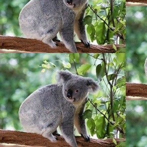 Koala Bear in Tree Australian Outback - 6.5" x 5" Drop Repeat