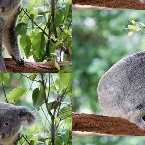 Koala Bear in Tree Australian Outback - 14" x 10.5" Panel