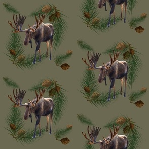 Lone Moose in Pines  
