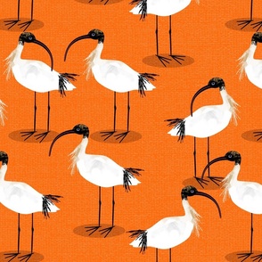 Ibis birds orange