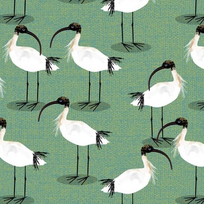 Ibis birds green