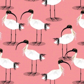 Ibis birds pink