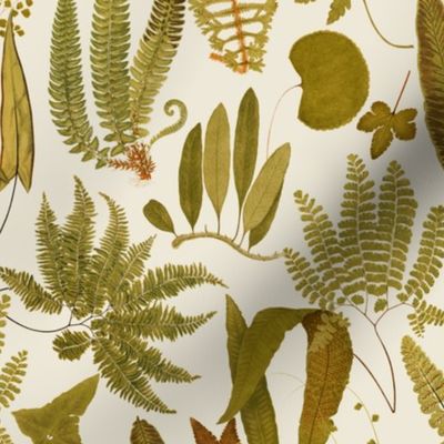 Antiqued scientific hand painted fern illustrations tanned sepia 