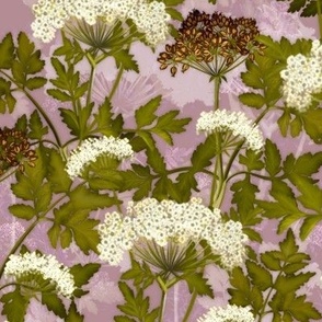 Hogweed poisonous wild plant on a pink background