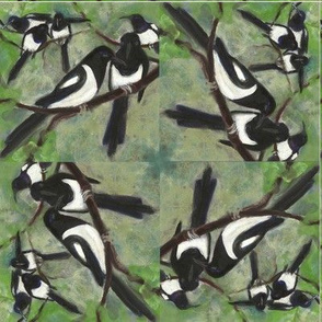 magpies spiral