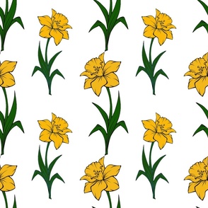 Yellow  Daffodils on White Background 