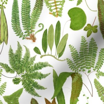 Antiqued scientific hand painted fern illustrations white