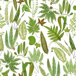 Antiqued scientific hand painted fern illustrations white
