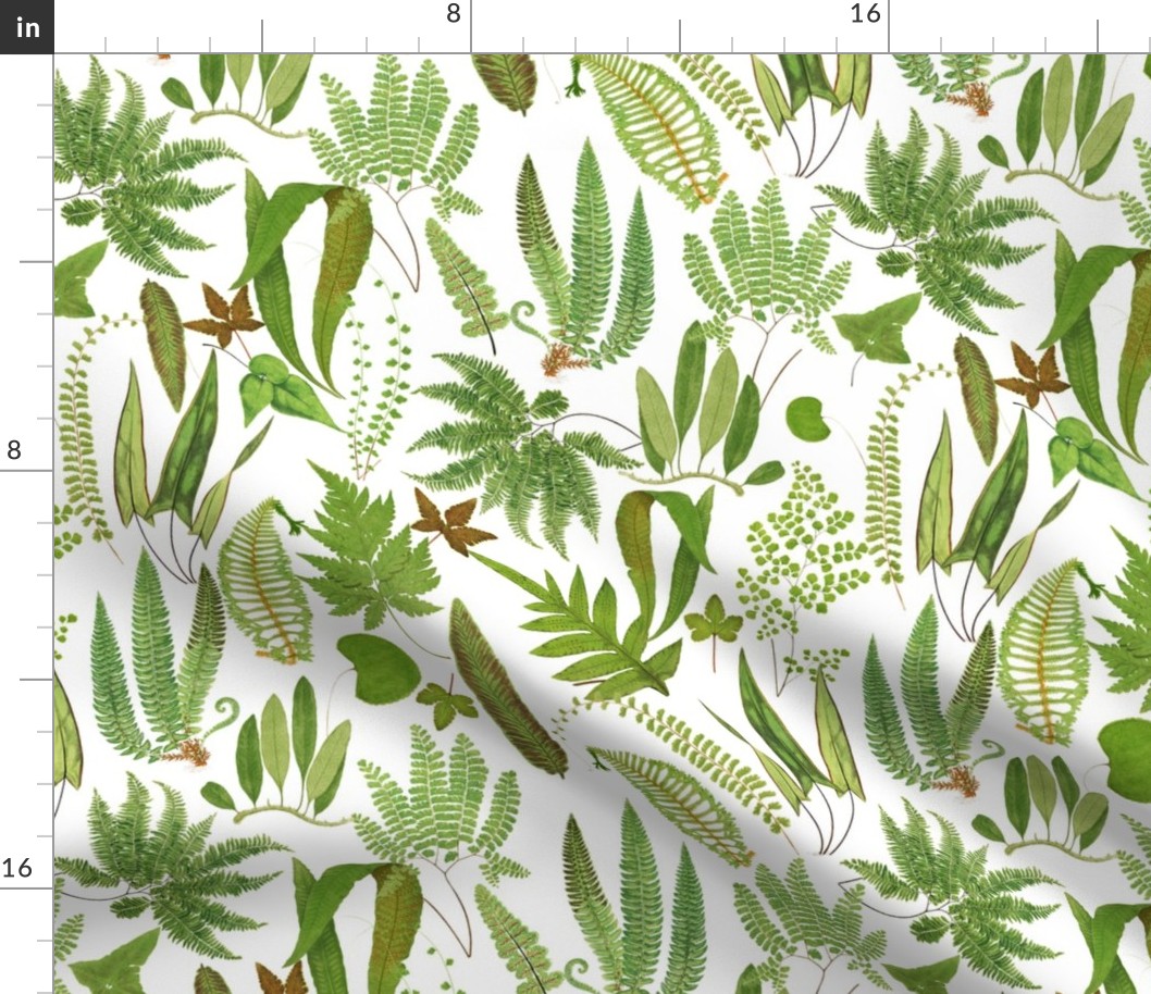 Antiqued scientific hand painted fern illustrations white