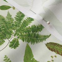 Antiqued scientific hand painted fern illustrations  light cream