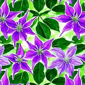 Purple Clematis 