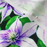 White Clematis