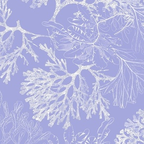 Spotted Algae White on Wisteria 150