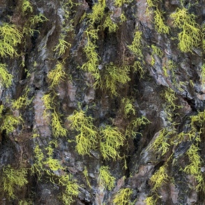 Lovely Lime Lichen Camo, Oregon