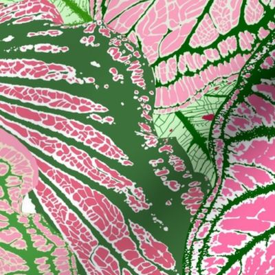 Caladium in Pink & Green • LARGE