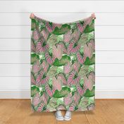 Caladium in Pink & Green • LARGE