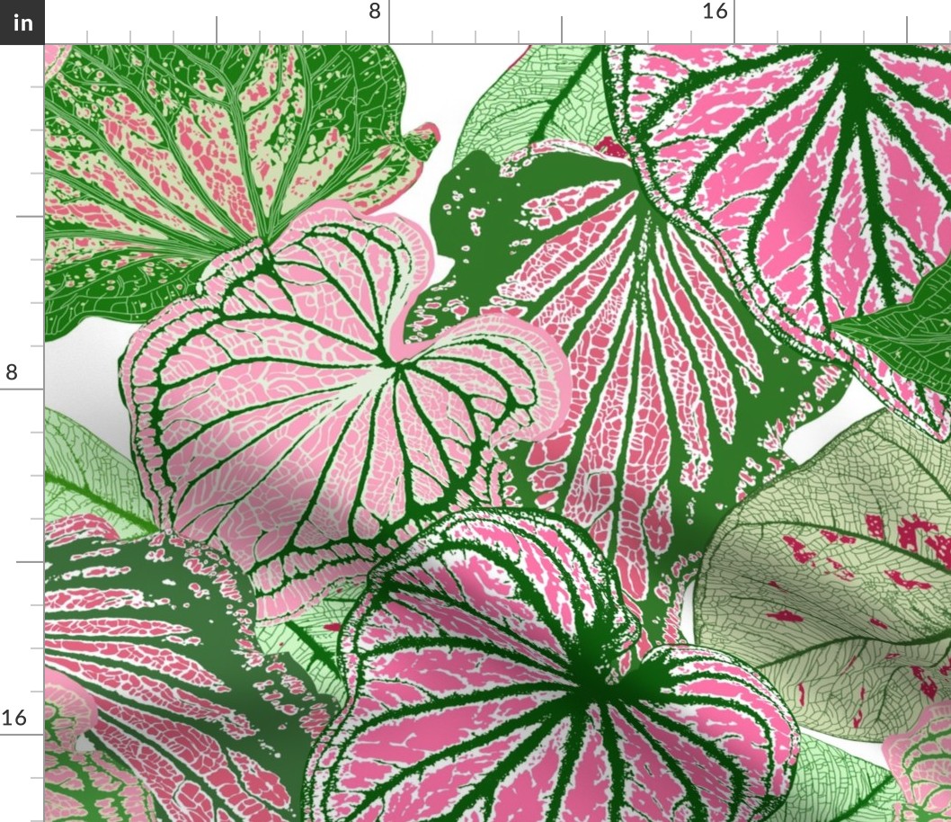 Caladium in Pink & Green • LARGE