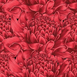 Red Torch Ginger Flowers Hand Drawn Pigmented Blooms
