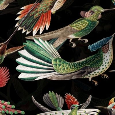 Ernst Haeckel 1899 - Hummingbirds - Trochilidae - Flying Antique Hand Painted Victorian Historical Reconstructed Birds - black double layer