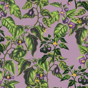 Deadly Nightshade on Violet Purple Background