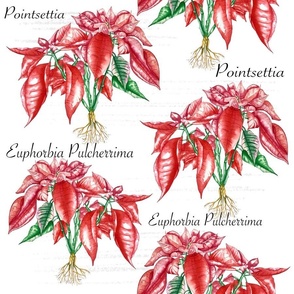 Poisonous Pointsettia - watercolor 