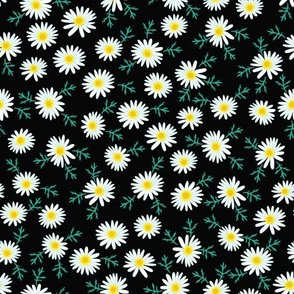 white daisy black background