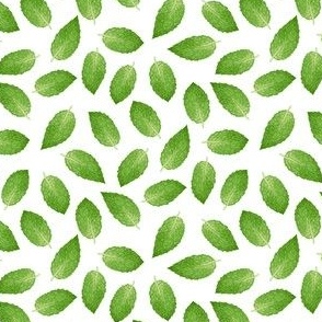 Peppermint Leaves on White