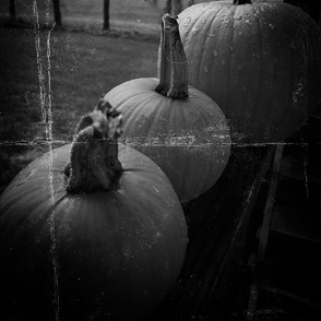 Three Dark Pumpkins