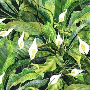 Poisonous Peace Lily