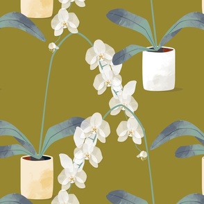Orchids in pots olive