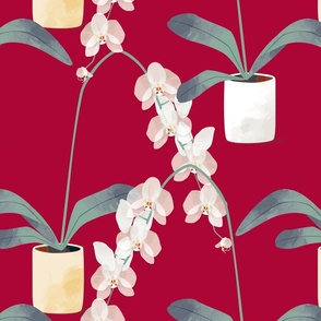 Orchids in pots red