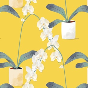 Orchids in pots yellow