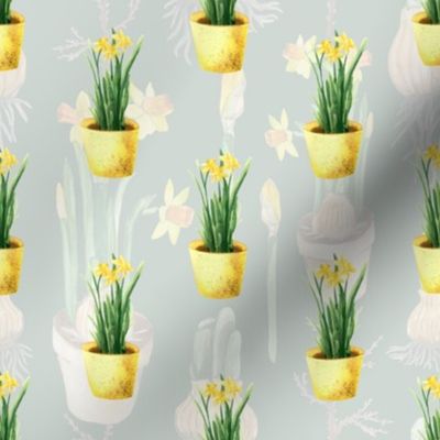 Daffodil pots or daffodils at home