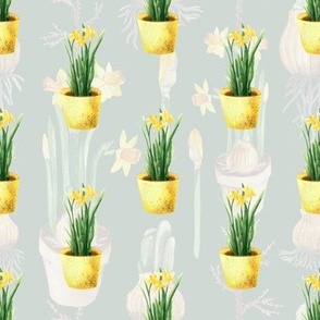 Daffodil pots or daffodils at home