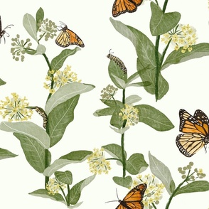 MonarchsMilkweeds W/Caterpillars