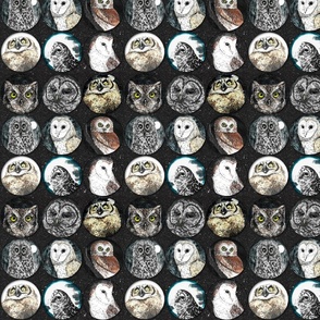 All the Owls!