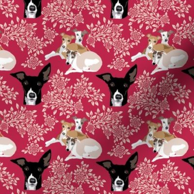 Italian Greyhounds in a field of viva magenta flowers small print
