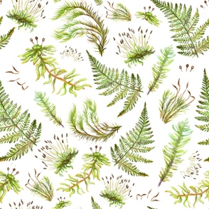 Different types of mosses pattern