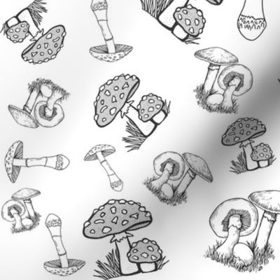 Mushrooms and Toadstools in black and white