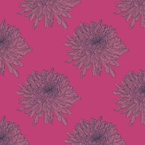 Chrysanthemum Hot Pink
