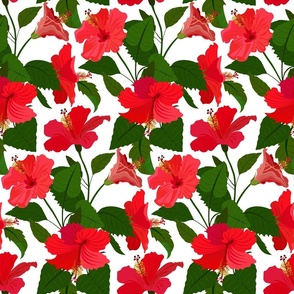Seamless floral pattern-206. Hibiscus flowers, tropical plants, white background.