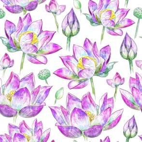 Watercolor pink water lilies