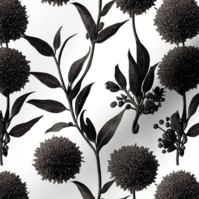 Vintage Botanical Ink Drawing - Black & White