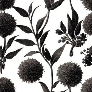 Vintage Botanical Ink Drawing - Black & White