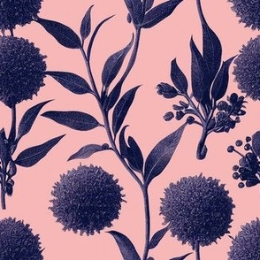 Vintage Botanical Ink Drawing - Pink