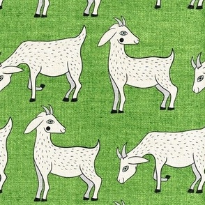 Large, Rows of Goats on Green
