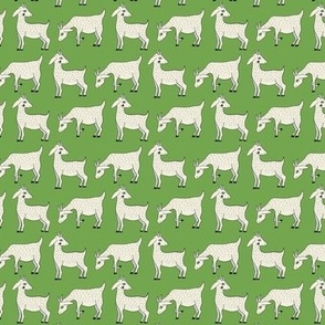 x-small, Rows of Goats on Green