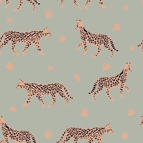 cheetah exotic cat 3