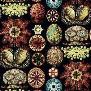 1904 Vintage Victorian Sealife Illustrations by Haeckel - Original Colors